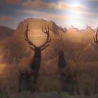 Cabela's